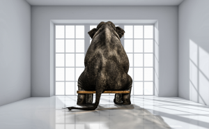 Hazard Mitigation--The Elephant in the Room