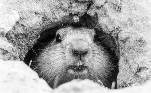 groundhog-winter